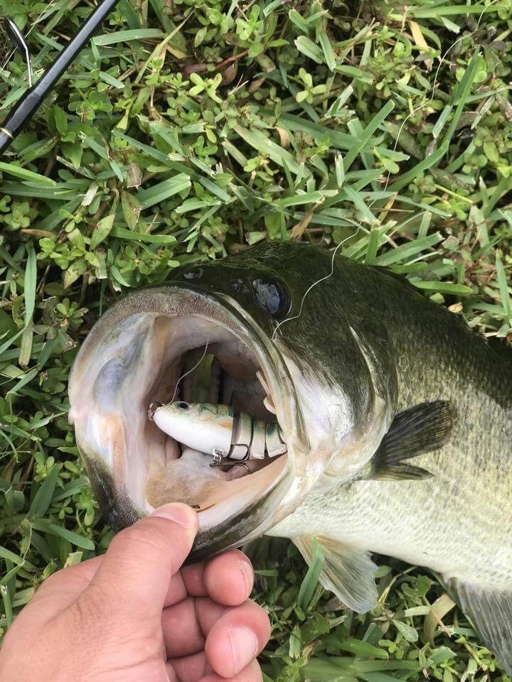 SpireBuzz™ - Lifelike Swimbait - SpireBuzz