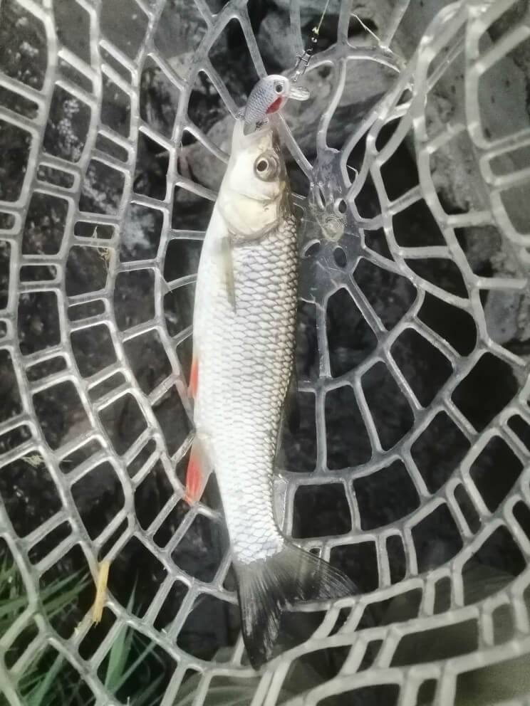 SpireBuzz™ Micro Crankbaits Fishing Lure - SpireBuzz